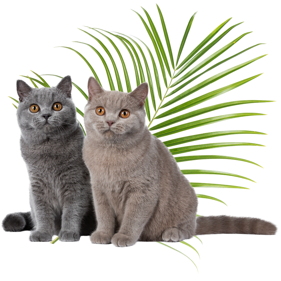 Pinebrook Animal Hospital